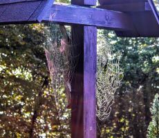 Pajčevina na razpelu